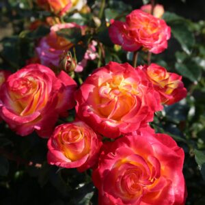 Kletterrose 'Casino'®